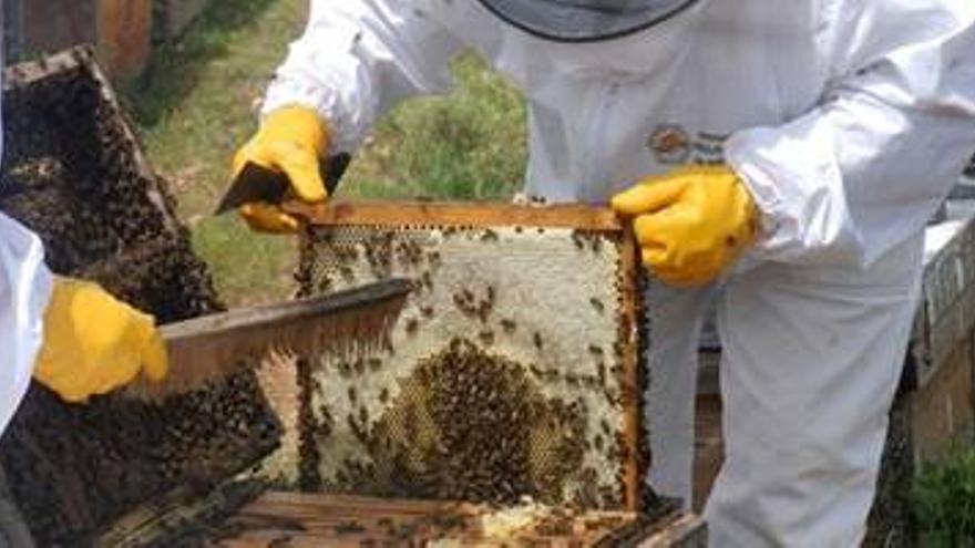 La Junta destina 1,7 millones para la mejora de la producción y comercialización de la miel