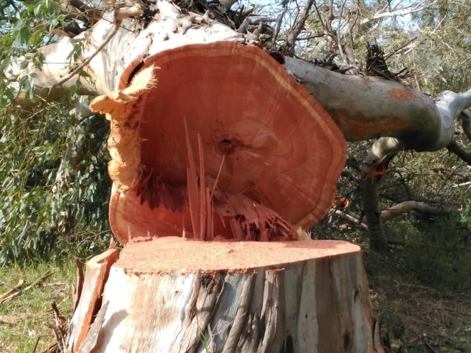 Protesta por la tala de árboles en Arraijanal