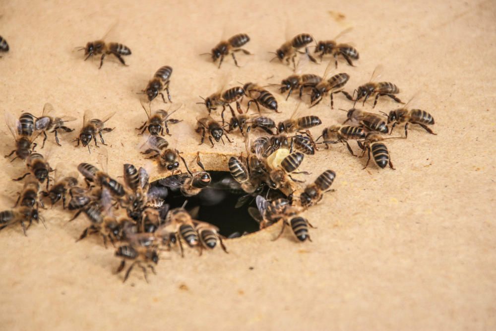 La fumigación contra la Xylella acaba con el 30% de los panales de abejas de la provincia de Alicante.