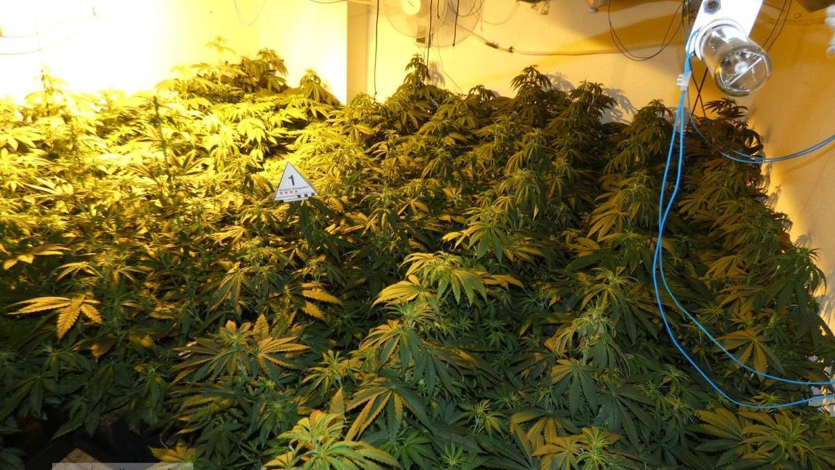 Dos detinguts per cultivar plantes de marihuana en una casa de Vilanant