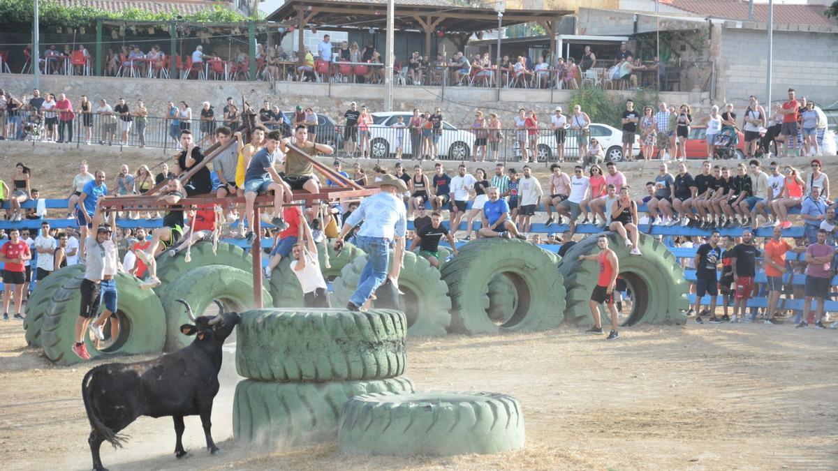 La suelta de vaquillas del sábado en Pinoso.