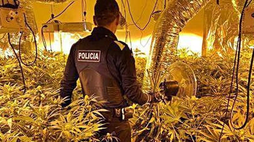 Un agent de la Policia Local amb la plantació descoberta.