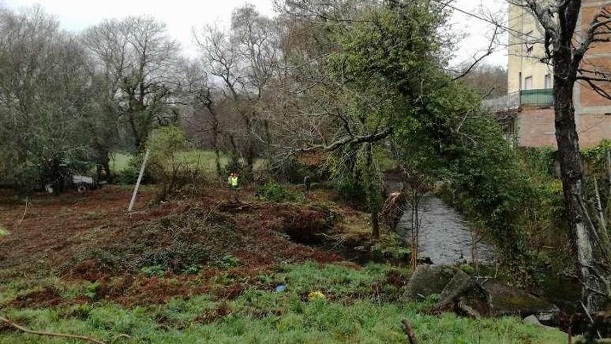 Limpieza de los márgenes del río Gallo, en Cuntis