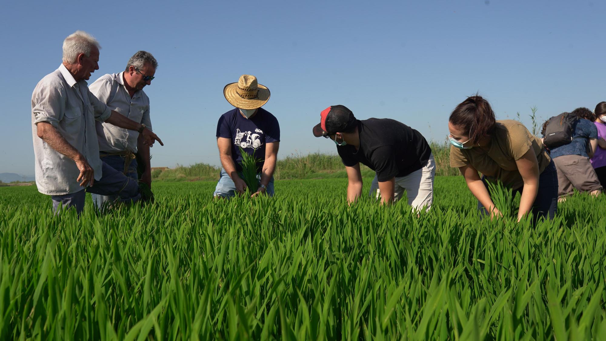 Turismo arrocero: así se puede conocer cómo se planta el arroz de l'Albufera