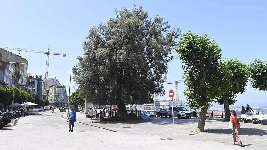 Convocan una «foliada» popular para defender la Oliveira del Paseo de Alfonso de Vigo