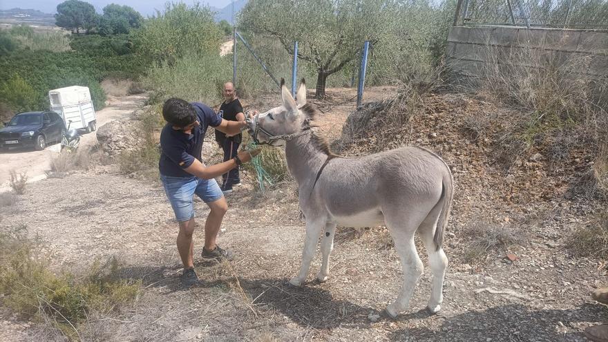 Rescatan a un burro en Xàtiva