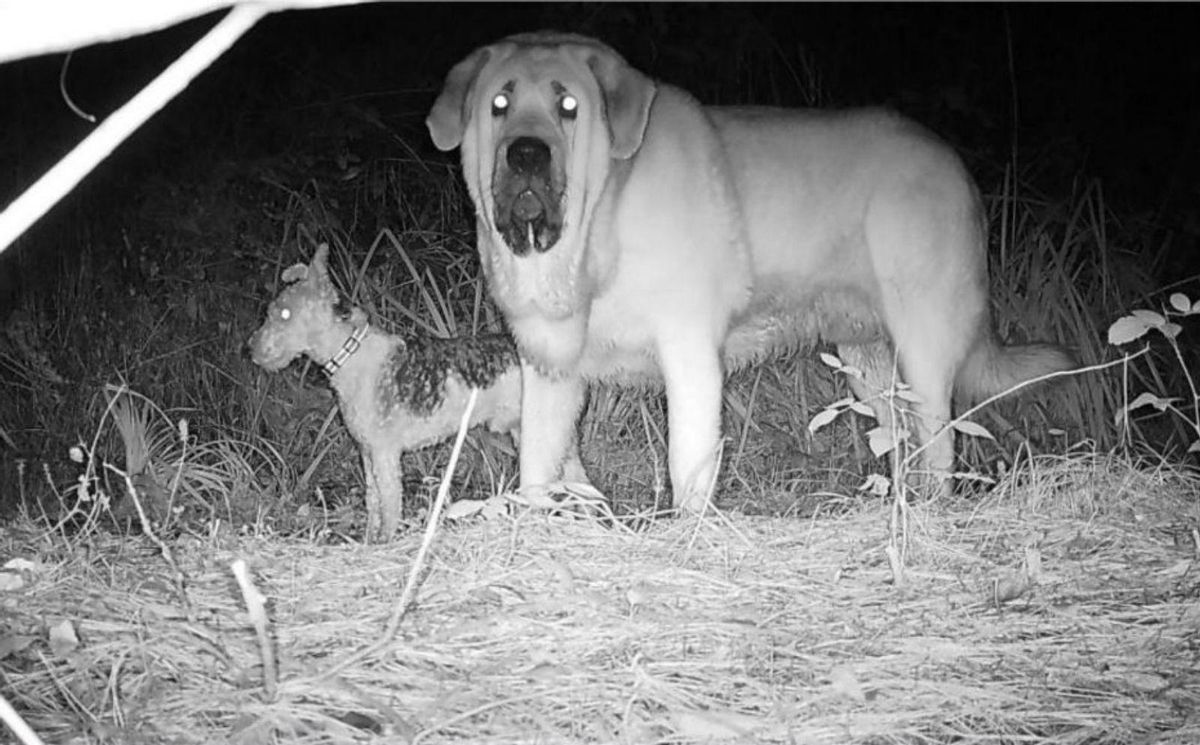 A la izquierda, dos perros en la zona de Caldones. A la derecha, una muestra de excremento.