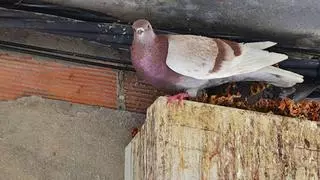 Mérida se tapia contra las palomas