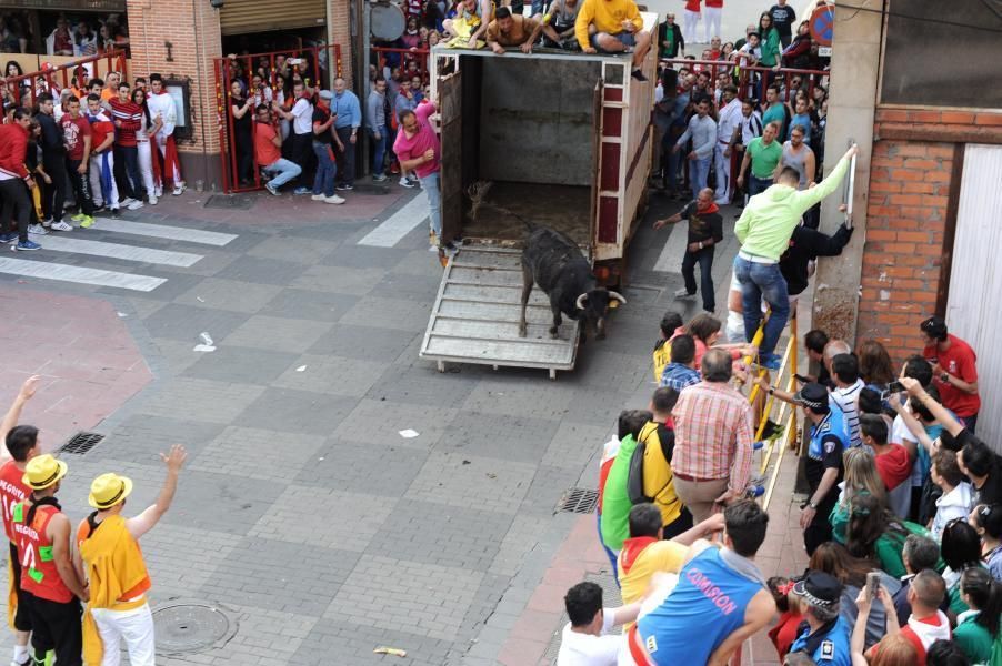 Becerrada, encierros y vaca de la sangría