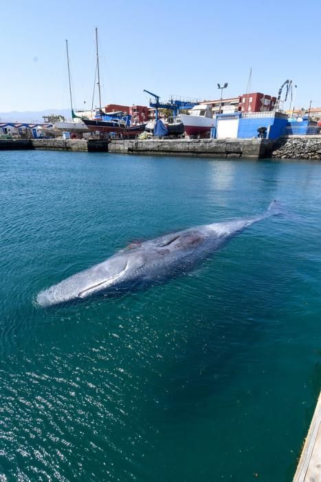 TELDE  13-03-19   TELDE. Localizan a una ballena cachalote hembra de nueve metros muerta flotando en la costa de Telde, la cual fue trasladada hasta el muelle de Taliarte a la espera de sus traslado al vertedero de Juana Grande donde le practicaran la necropsia. FOTOS: JUAN CASTRO