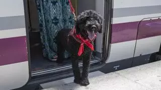 Rebelión contra la prohibición de Renfe contra algunos perros: ya recogen firmas para pedir que la levanten en Asturias