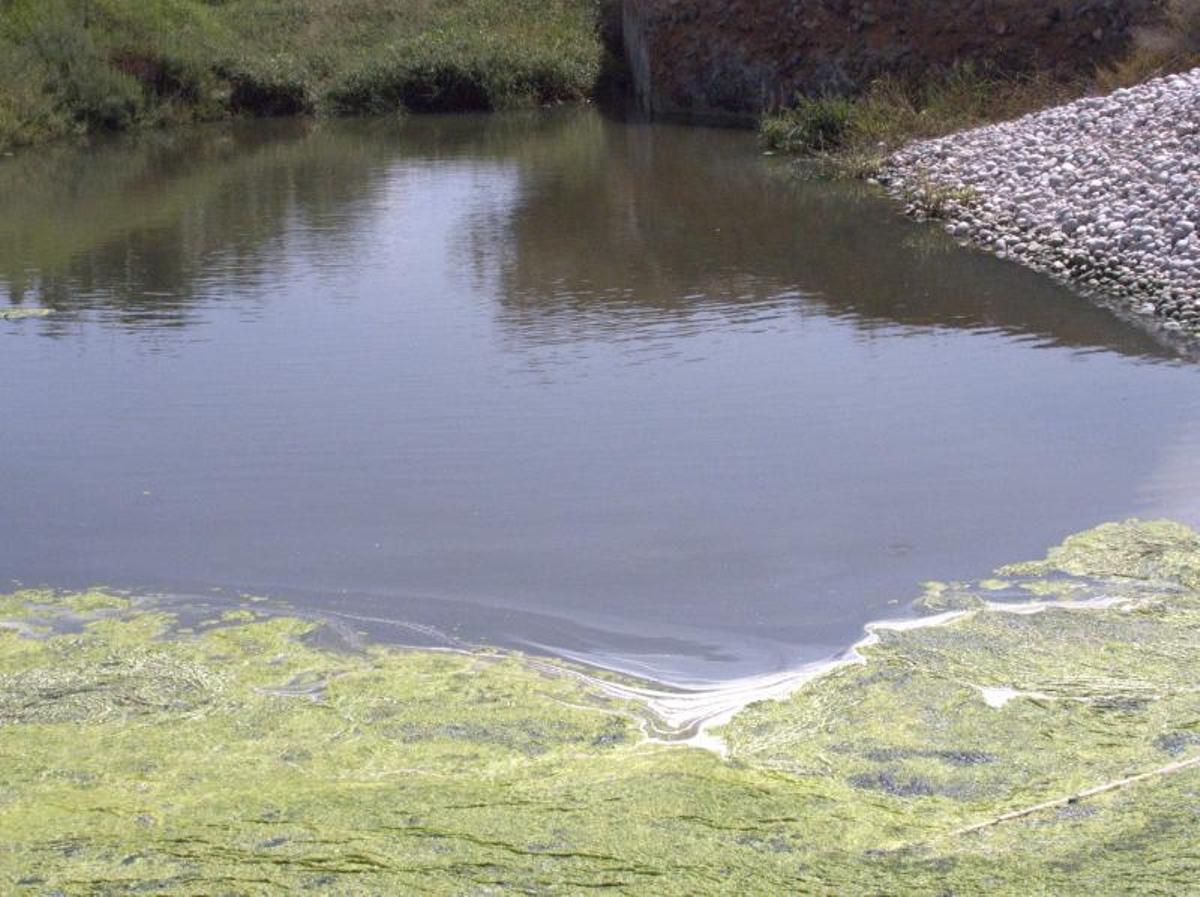 Vertidos de aguas fecales en el Parque Natural de ses Salines