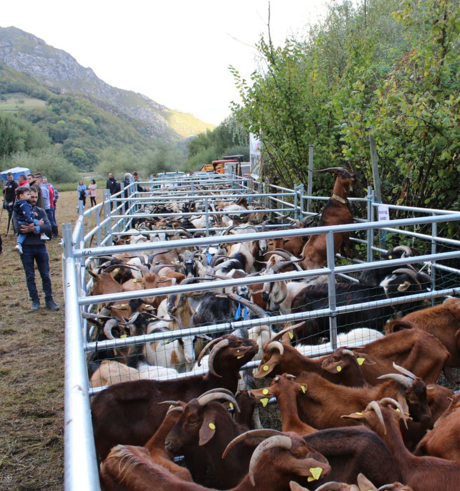 Numerosas cabras en el recinto ferial de Sienra. 