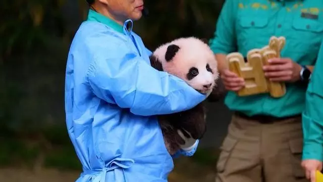 La segunda cría de panda gigante nacida en Corea del Sur cumple 100 días y estrena nombre
