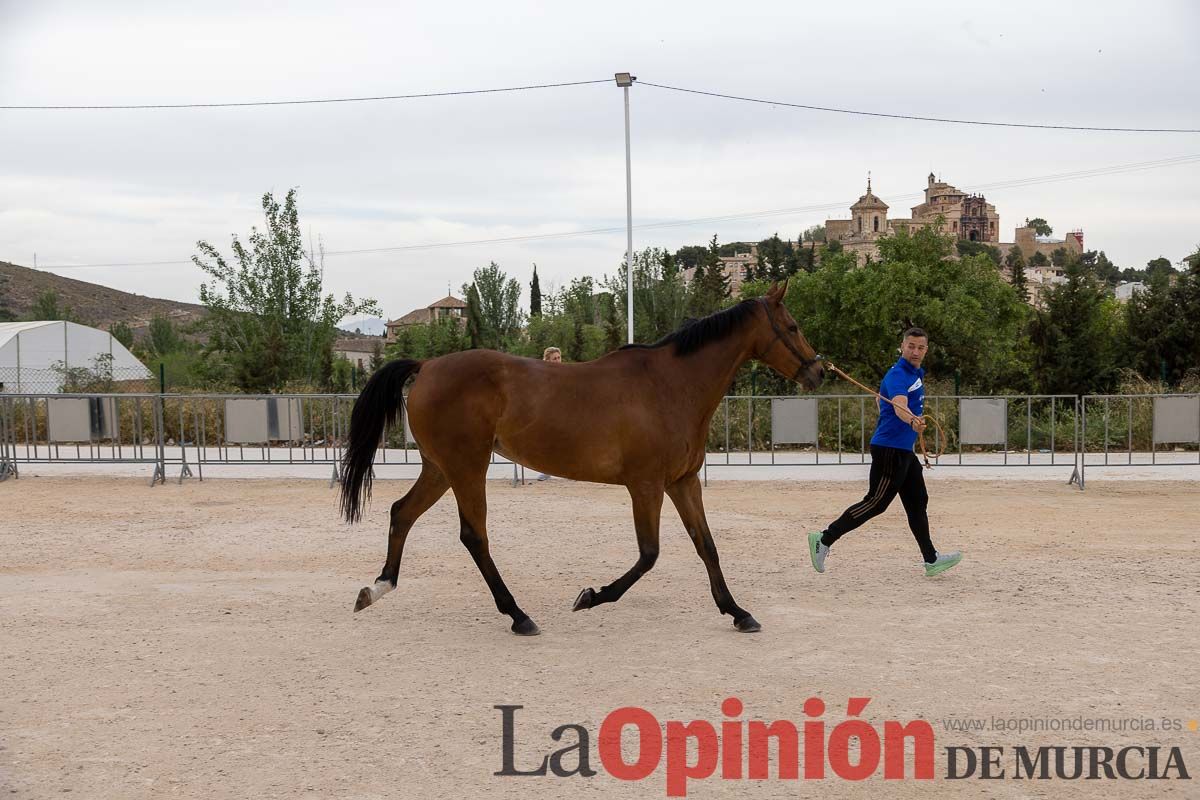 Control veterinario de los Caballos del Vino en Caravaca