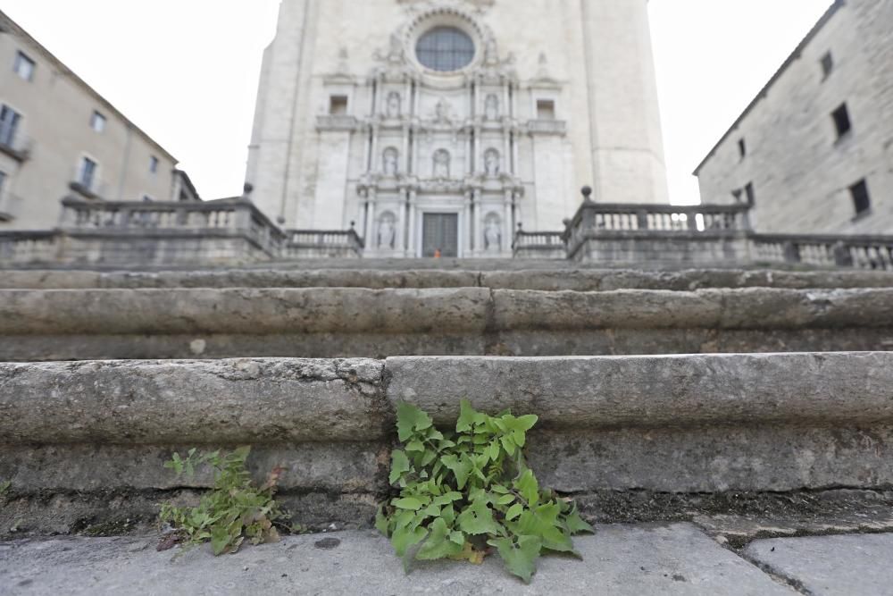 Males herbes a l'escalinata de la Catedral de Girona