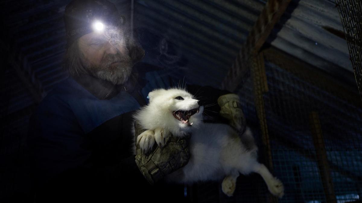 Conservacionistas repueblan zorros árticos criados en cautiverio, para restaurarlos en  Noruega , Finlandia y Suecia.