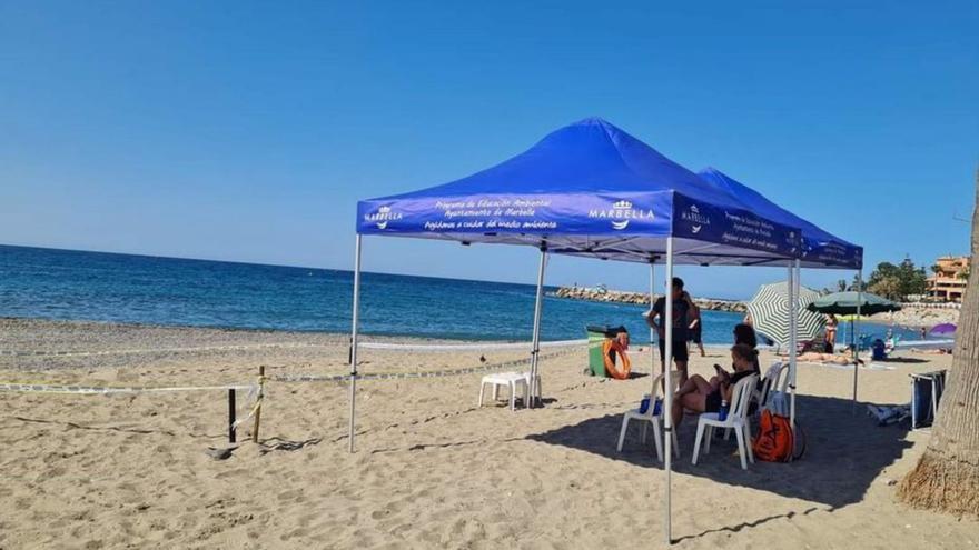 Piden voluntarios para vigilar los huevos de tortuga en Banús