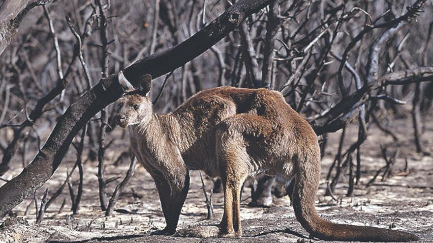 Australia, bajo el fuego  del cambio climático