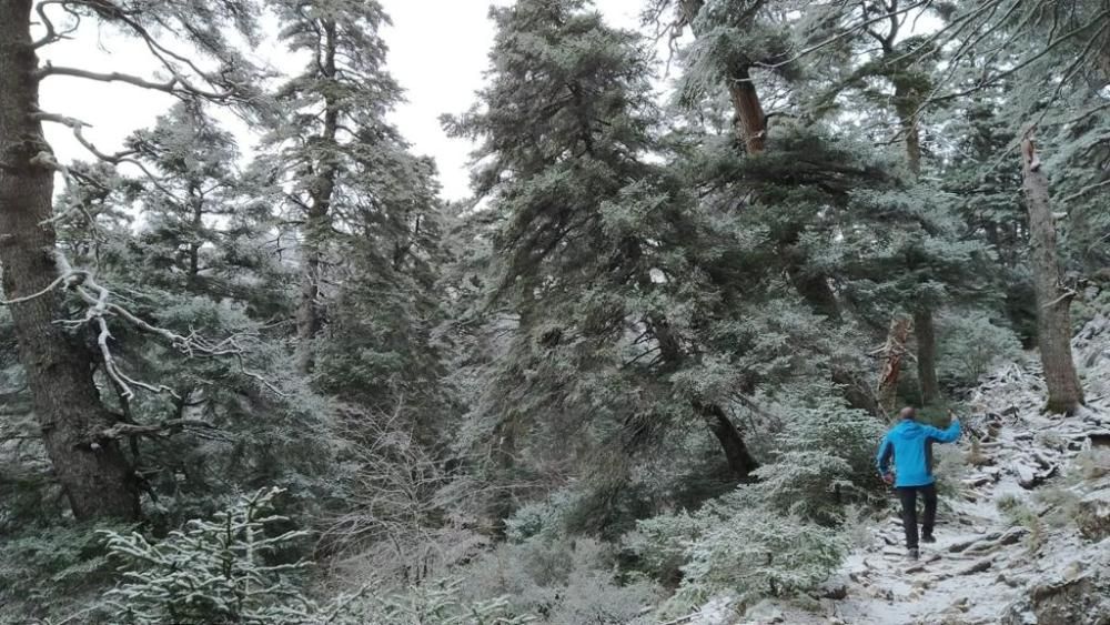 La Sierra de las Nieves se tiñe de blanco