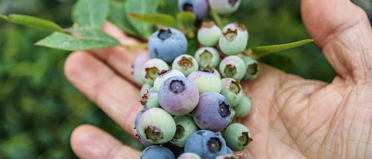 Detalle de frutos de variedades más tardías, aún por madurar.