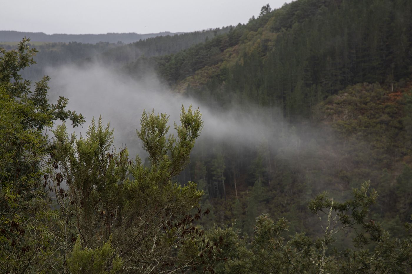 Paisaje_niebla2.jpg