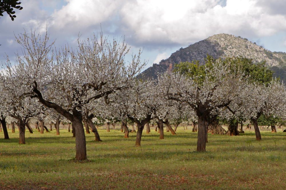 So schön blühen die Mandelbäume auf Mallorca