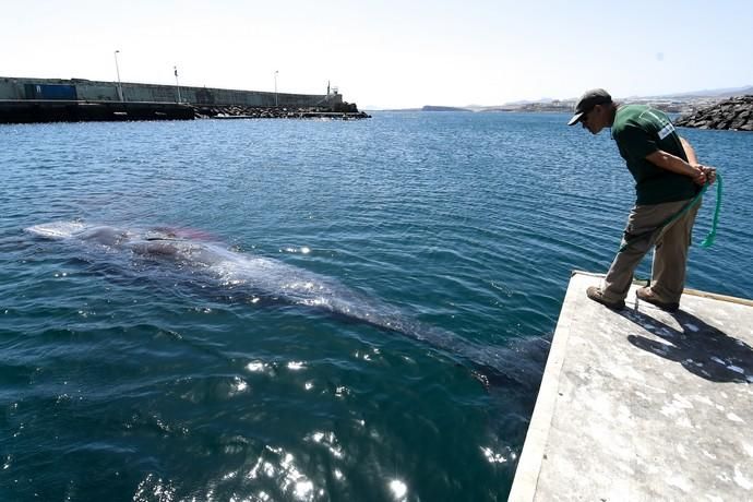 TELDE  13-03-19   TELDE. Localizan a una ballena cachalote hembra de nueve metros muerta flotando en la costa de Telde, la cual fue trasladada hasta el muelle de Taliarte a la espera de sus traslado al vertedero de Juana Grande donde le practicaran la necropsia. FOTOS: JUAN CASTRO