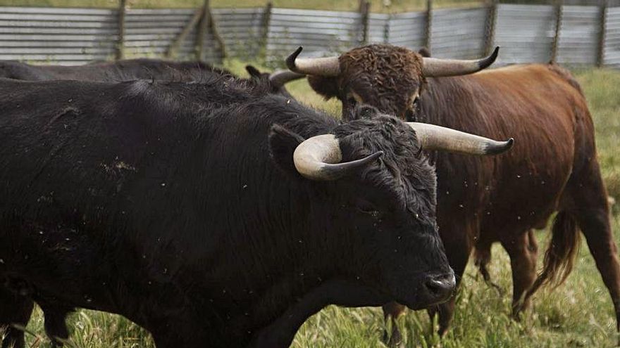 Ganadería de toros bravos. | Jose Luis Fernández