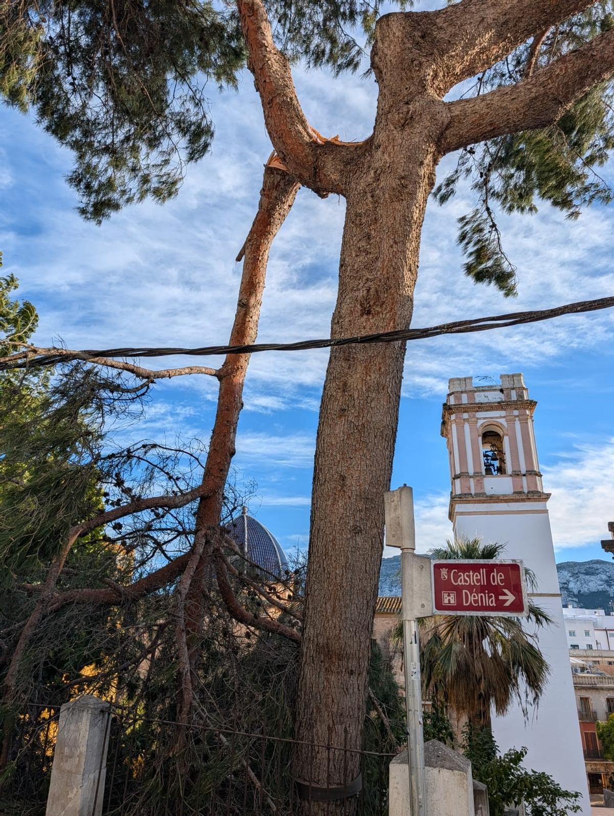 La rama tronchada; detrás la torre de la iglesia de l'Assumpció