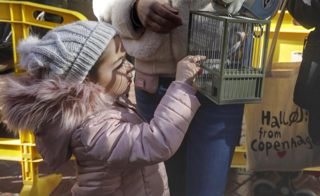 Perros, gatos y hasta un halcón y una lechuza en el regreso de las 'Beneïdes' a Palma