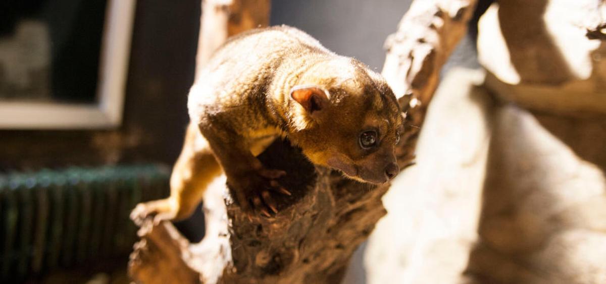 Vigozoo subasta 89 animales