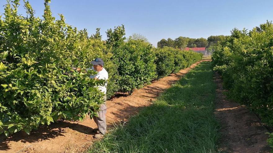 Cajamar fomenta la agricultura regenerativa para compatibilizar sostenibilidad y rentabilidad