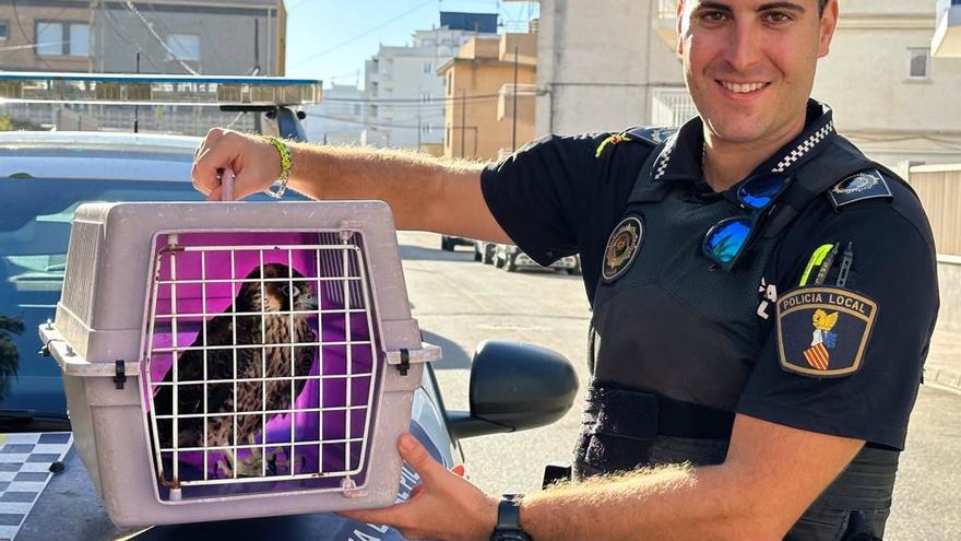 Salvan a un halcón herido hallado en Piles