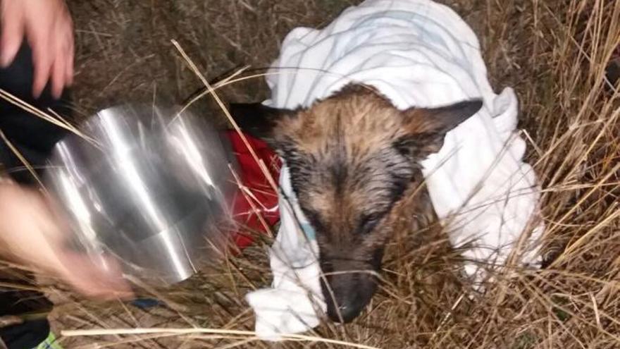 Rescatan a un perro de un embalse cuando intentaba salvar a su cachorro