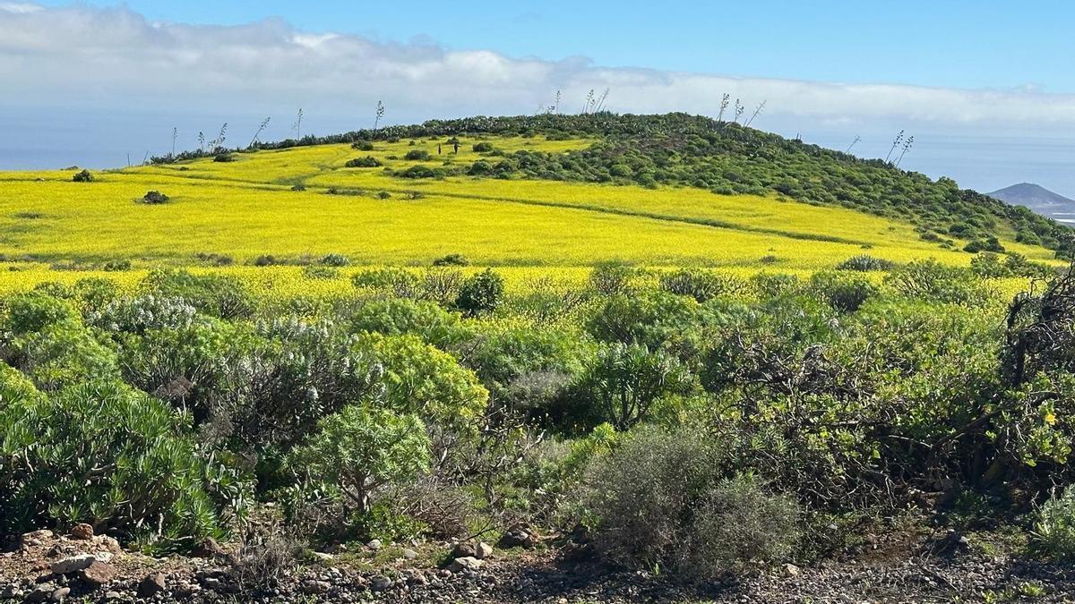 El invierno 2025-26 ha sido muy cálido y muy húmedo.