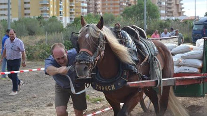 Tiro y arrastre en las fiestas de orpesa