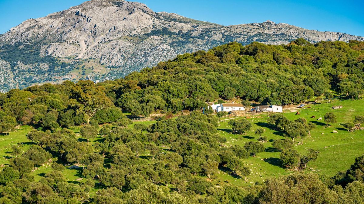 Conoce el pequeño 'Amazonas' andaluz, en el corazón del alcornocal mejor conservado de Europa.