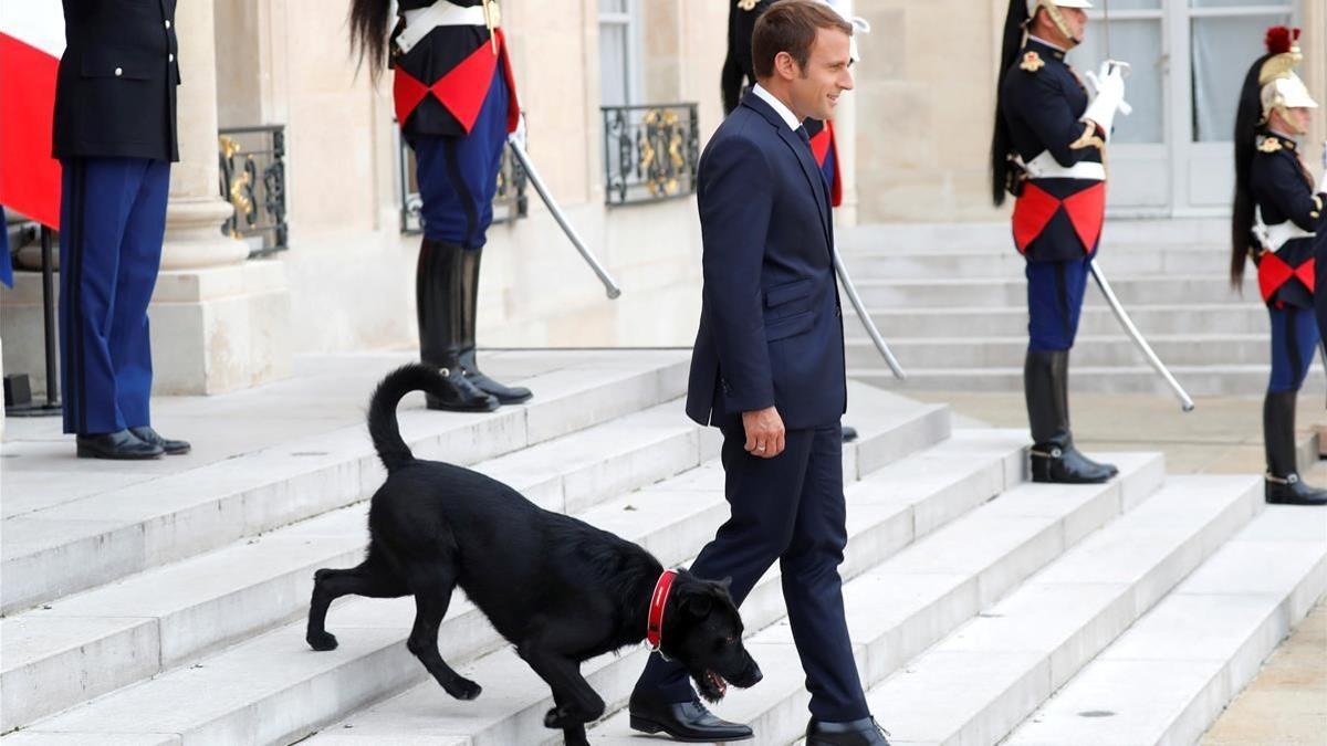 lmmarco39843744 french president emmanuel macron and his dog  a labrador cro170829153448