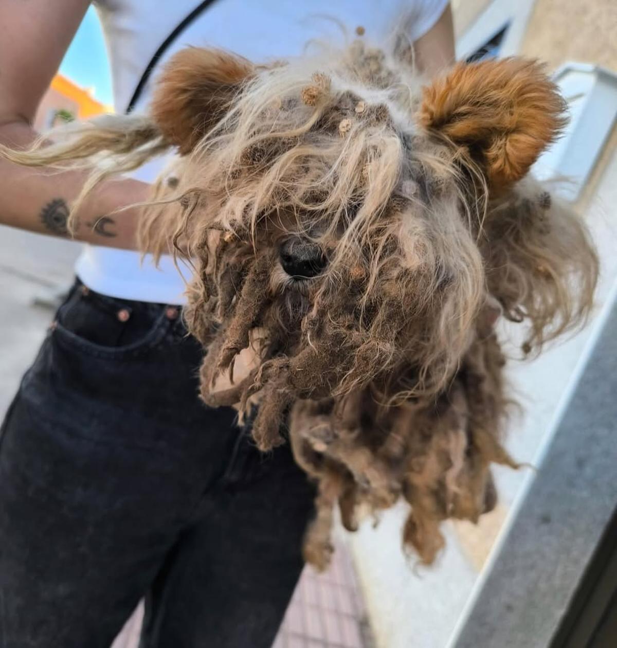 Runi antes de llegar a la protectora.