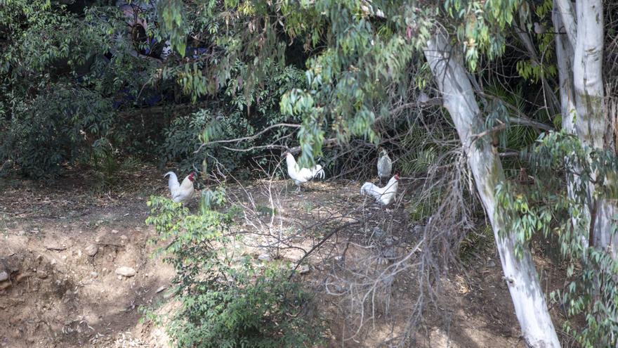 Una colonia de gallinas en estado salvaje se adueña de un tramo del torrente de sa Riera de Palma