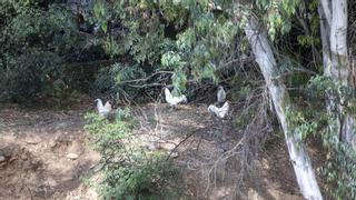 Una colonia de gallinas en estado salvaje se adueña de un tramo del torrente de sa Riera de Palma