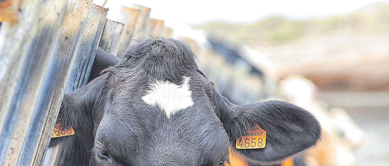 Granja de ganado vacuno en Tenerife.