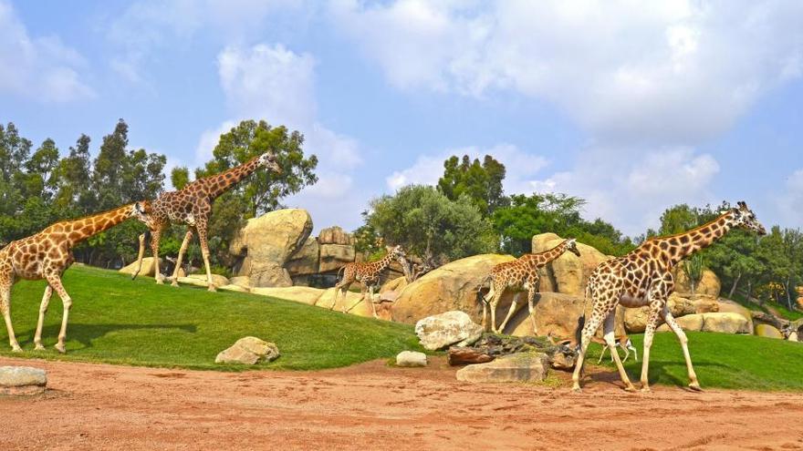 Jirafas en el Bioparc