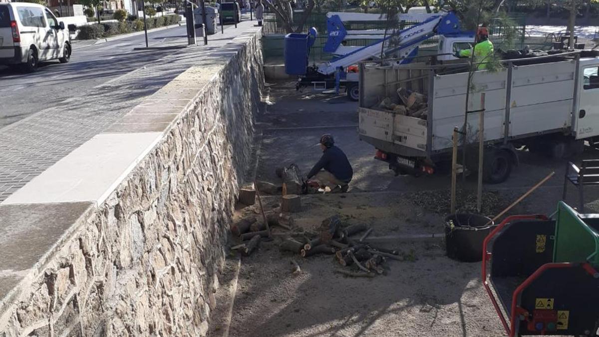 Ejemplares talados en uno de los laterales del parque de San Diego.