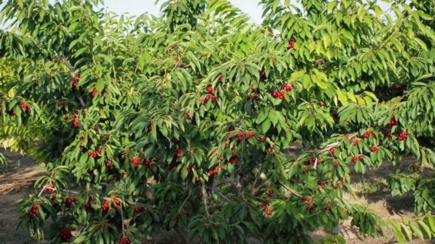 Las variedades tempranas de cereza requieren menos horas de frío y constituyen una oportunidad para la Región. | FINCA TOLI