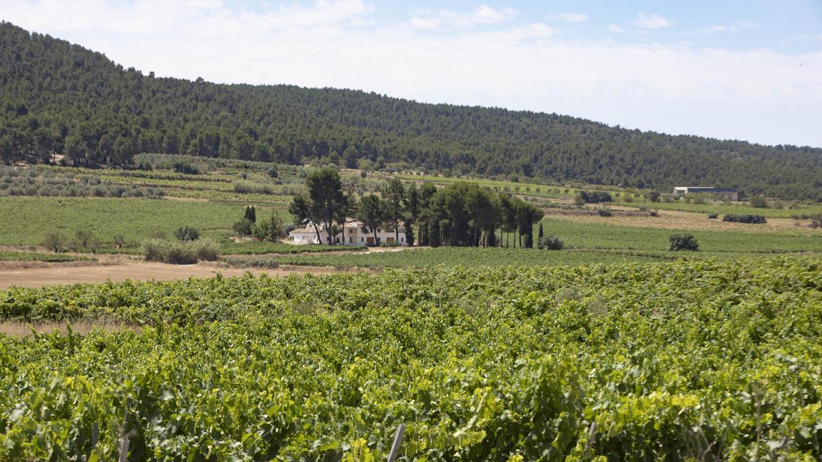 Campos de viña en la zona de les Alcusses, en Moixent.