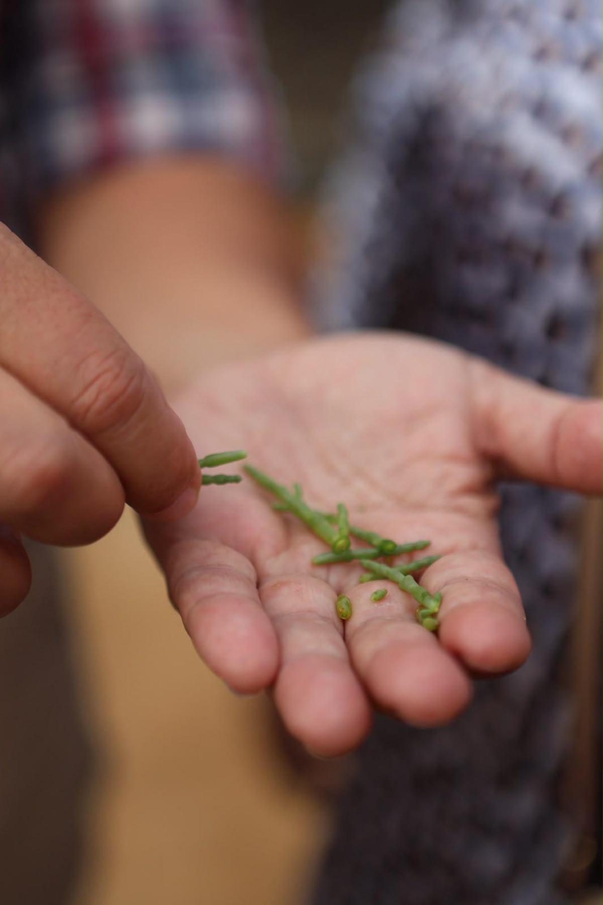 Brote de salicornia