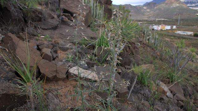 En el centro, ejemplar de viborina triste en el sur de Tenerife.