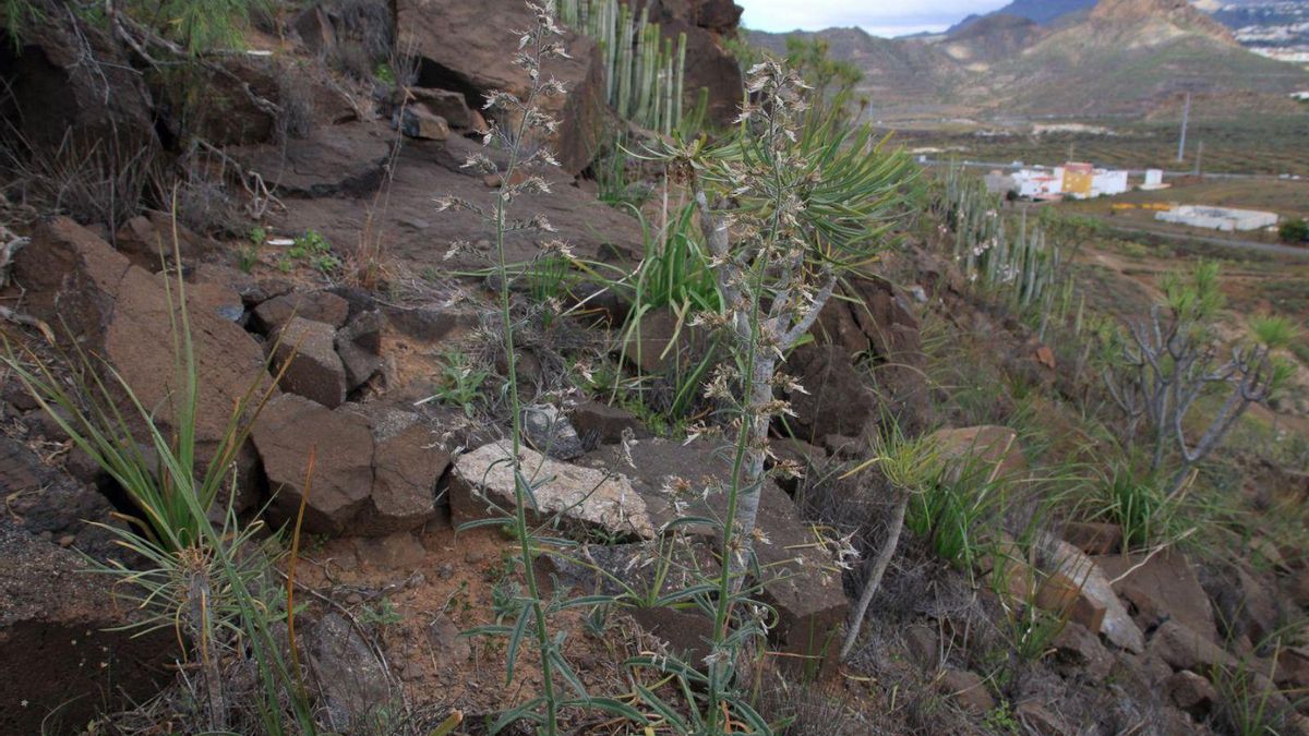 En el centro, ejemplar de viborina triste en el sur de Tenerife.